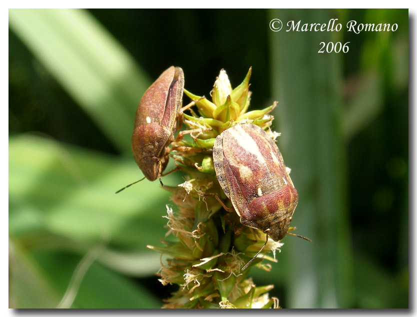 Eterottero Scutelleridae per Paride: Eurygaster testudinaria